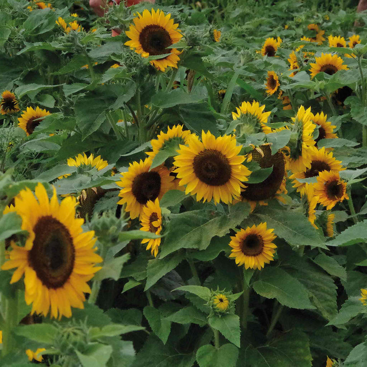 Sunflower Seeds 'Pradera Gold'