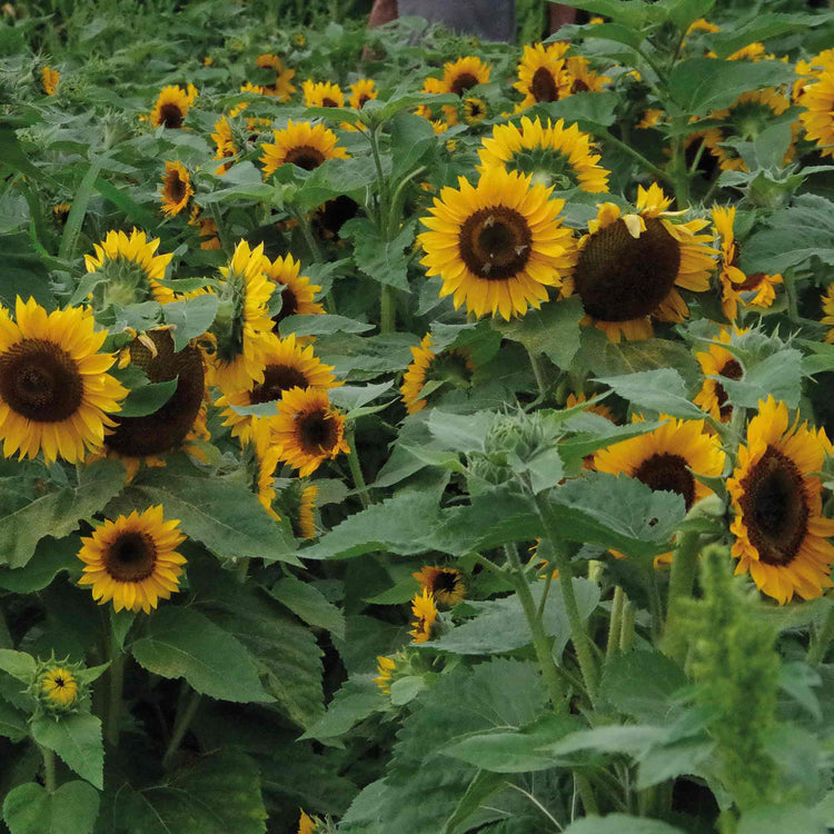 Sunflower Seeds 'Pradera Gold'