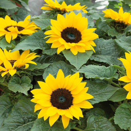 Sunflower 'Sunsations F1 Yellow'