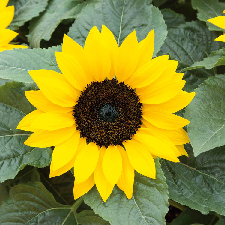 Sunflower 'Sunsations F1 Yellow'
