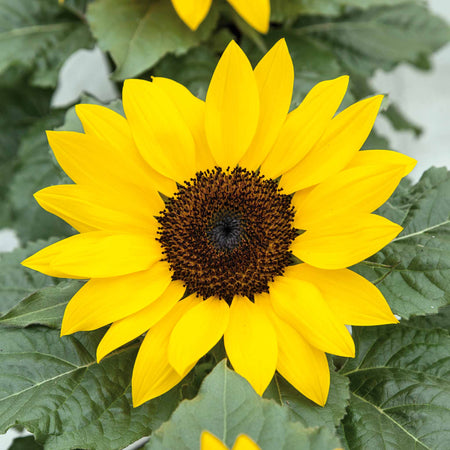 Sunflower 'Sunsations F1 Yellow'