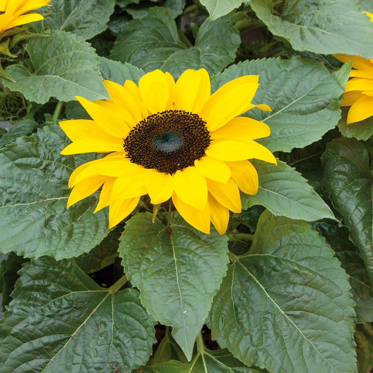 Sunflower 'Sunsations F1 Yellow'
