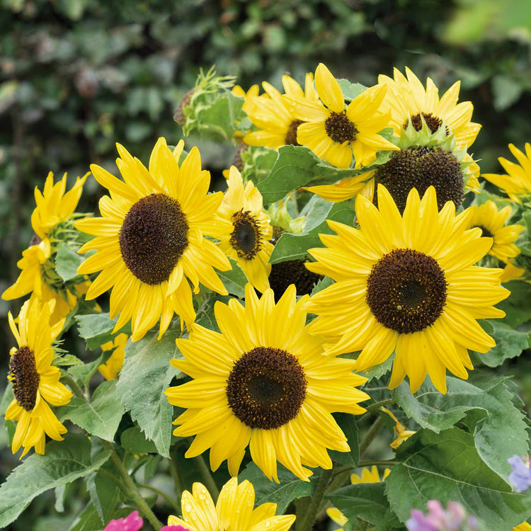 Sunflower 'Sunsations F1 Yellow'