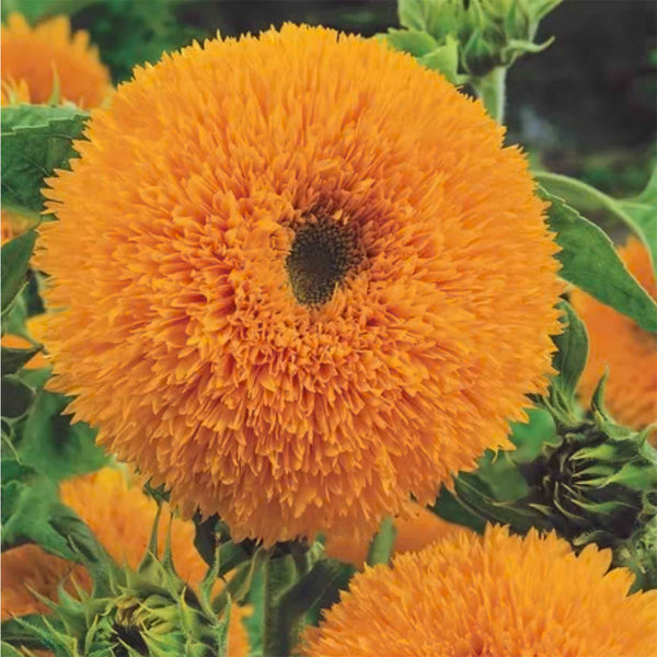 Sunflower Seeds 'Teddy Bear'