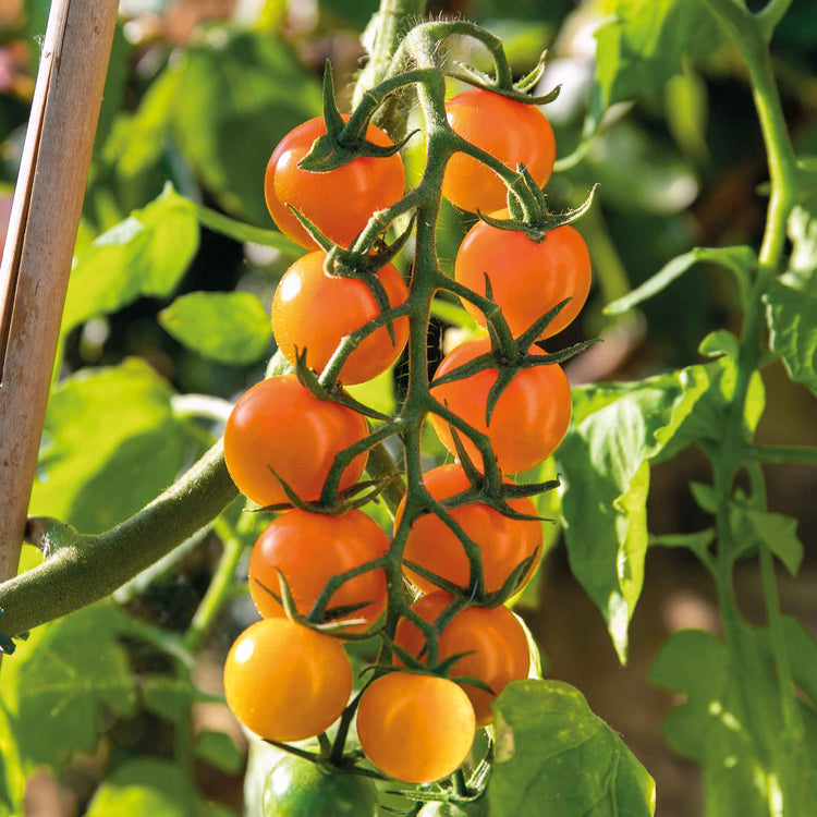 Grafted Cordon Tomato Plant 'Sungold'