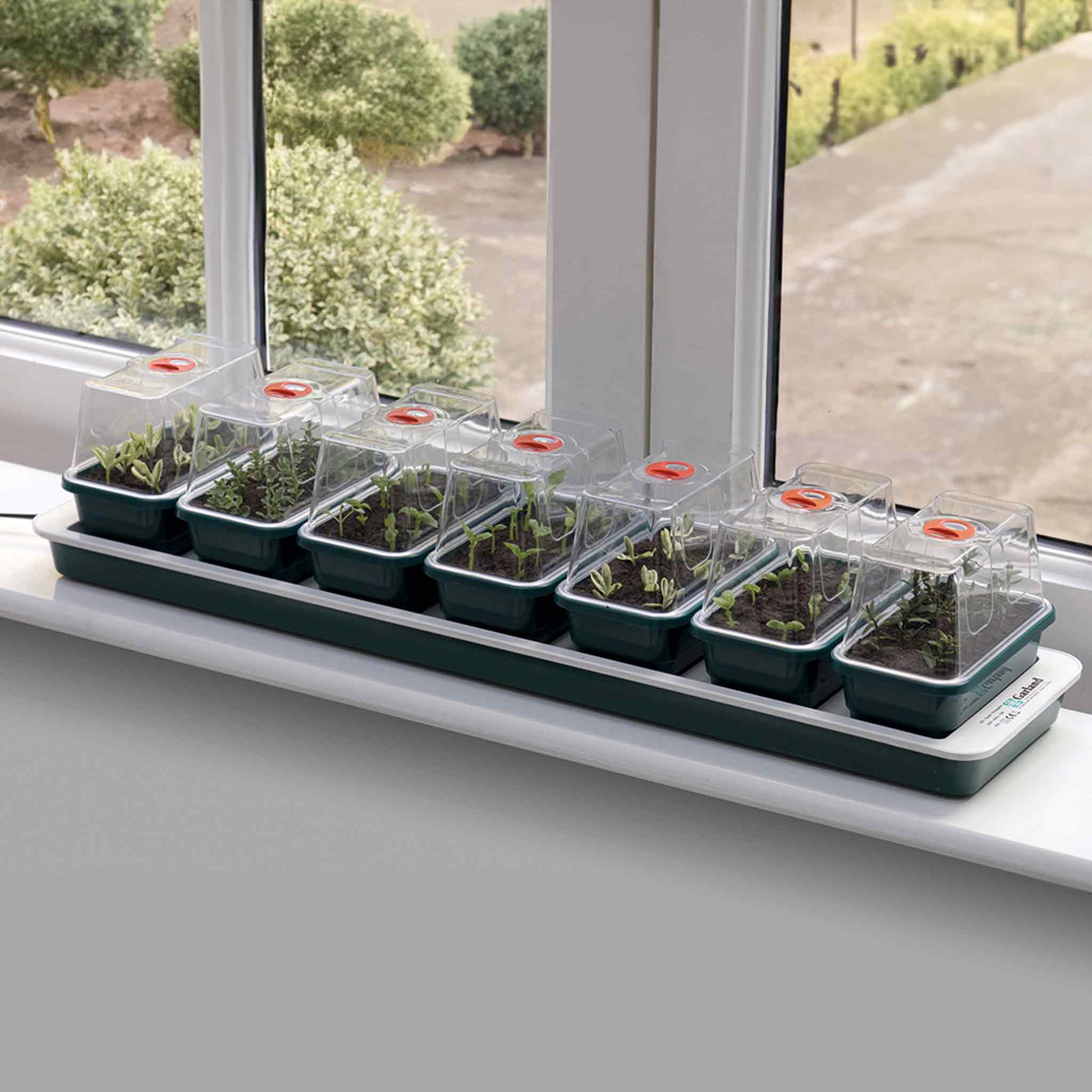Super7 propagator with seedlings growing on a sunny window sill. 