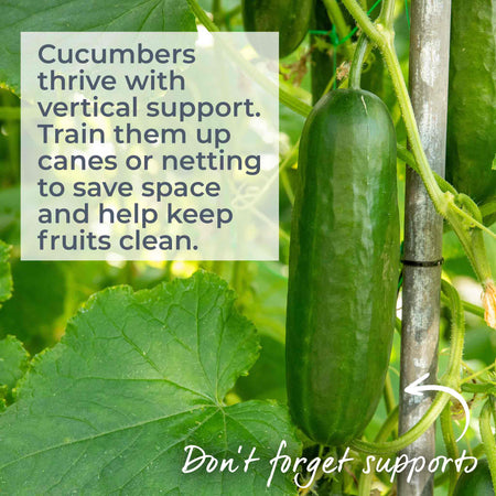 Cucumber Seeds 'Mini Muncher' F1