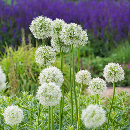 Allium Bulbs 'Mount Everest'