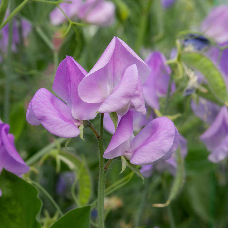 Gro-Sure Visiroot Deep Cell Kit with Sweet Pea Seed Duo