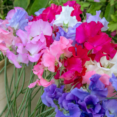 Sweet Pea Plants 'Marshalls Selection'