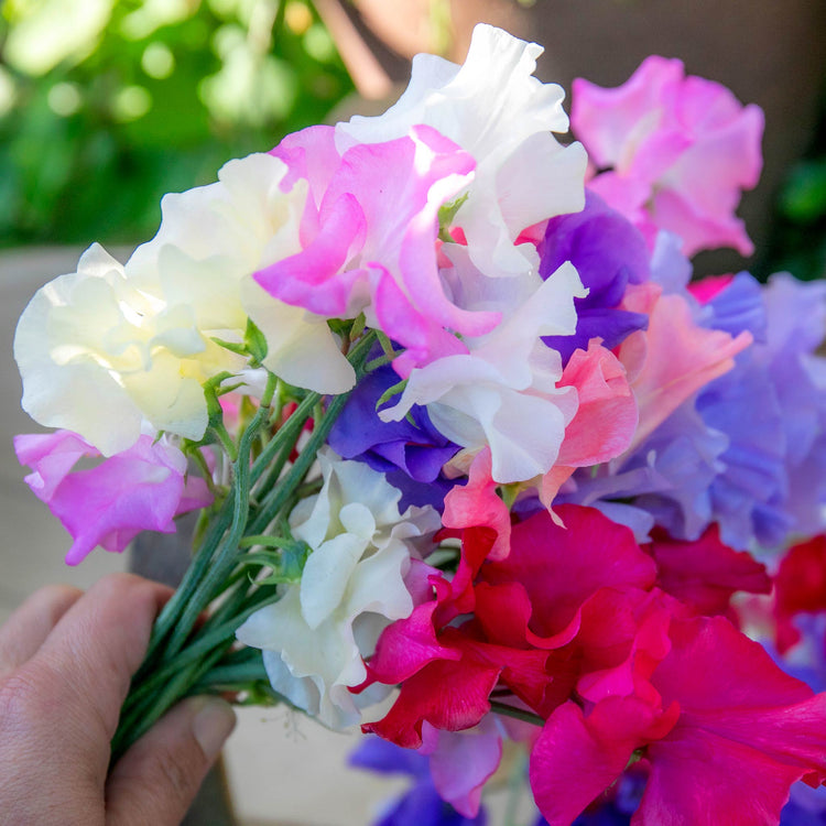 Sweet Pea Plant 'Summerlong Mix'