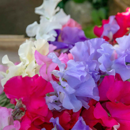 Sweet Pea Plant 'Summerlong Mix'