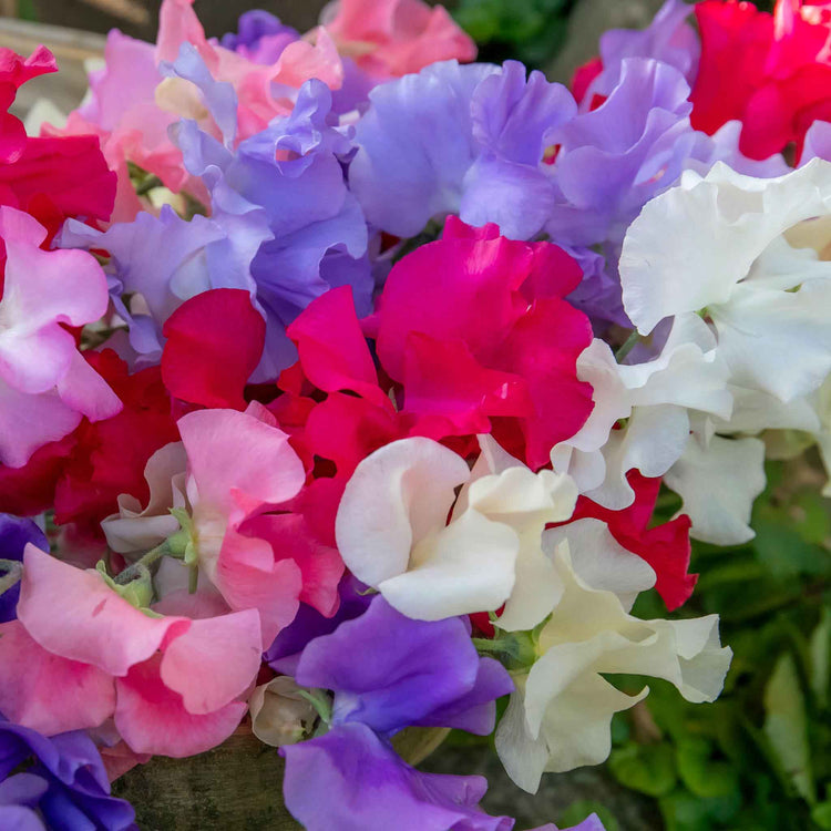 Sweet Pea Plant 'Summerlong Mix'