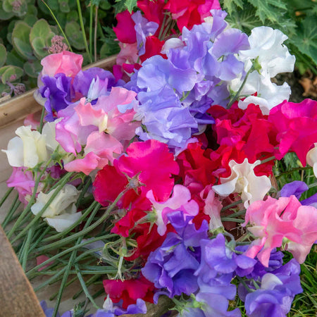 Sweet Pea Plant 'Summerlong Mix'