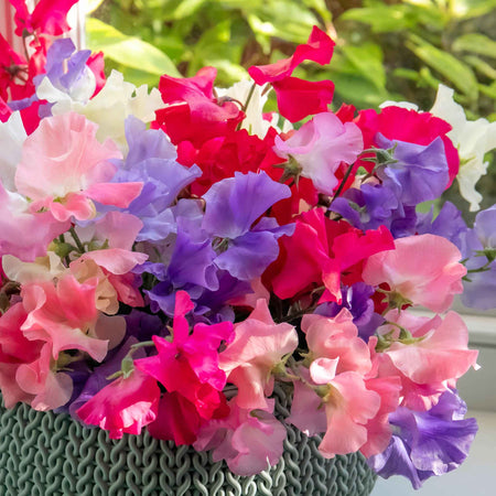 Sweet Pea Plant 'Unwins Signature Blend'