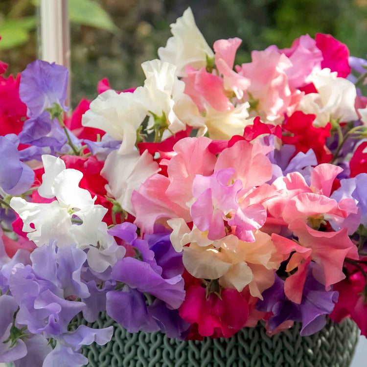 Sweet Pea Plant 'Unwins Signature Blend'