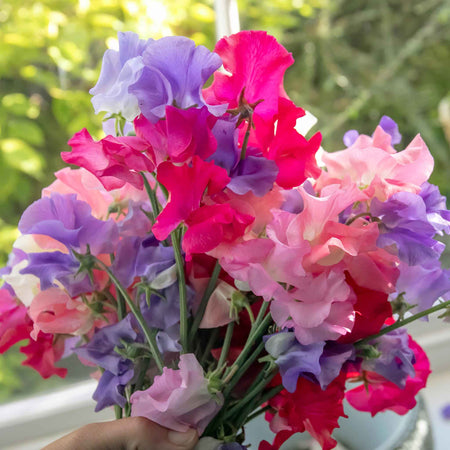 Sweet Pea Plant 'Unwins Signature Blend'