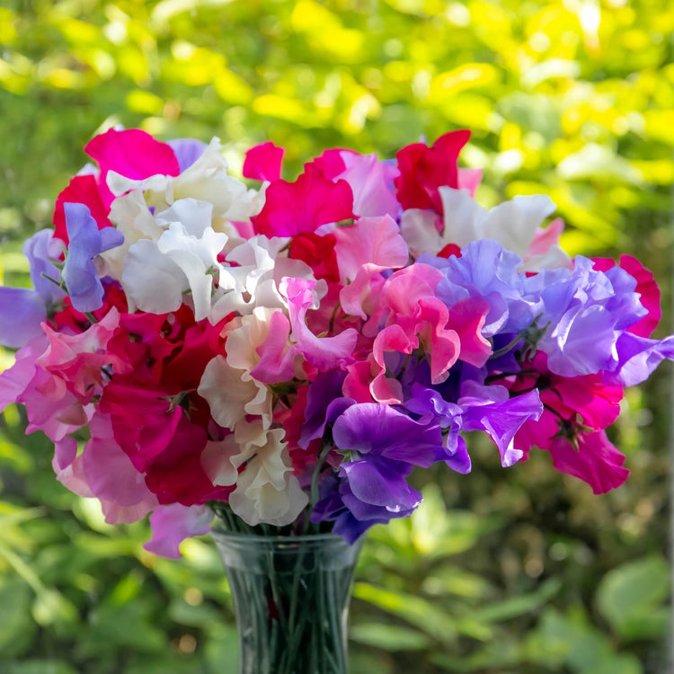 Sweet Pea Plant 'Unwins Signature Blend'