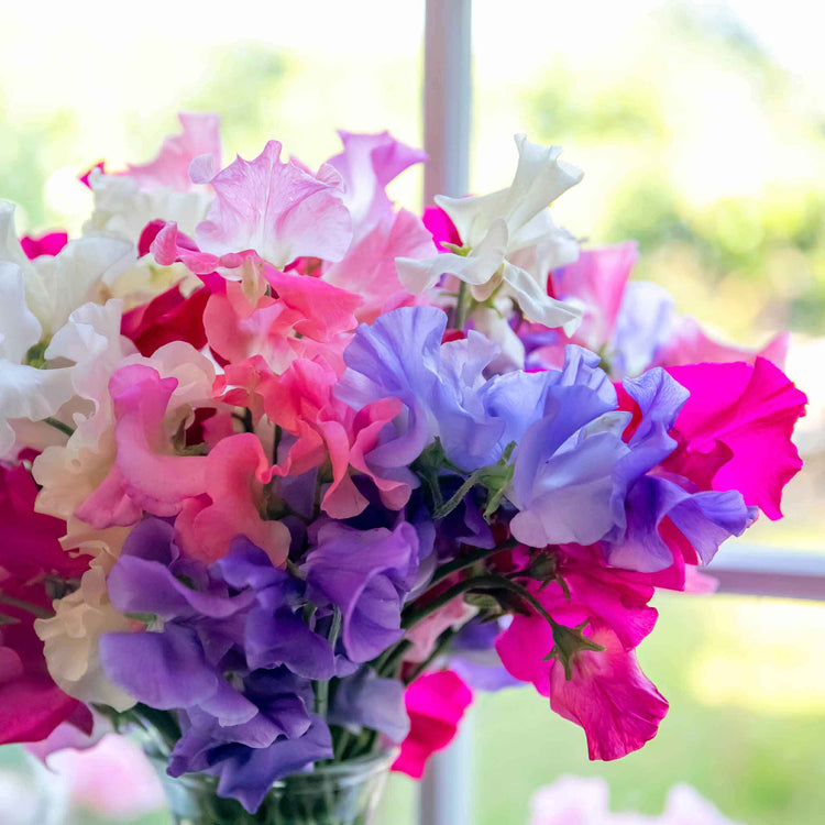 Sweet Pea Plant 'Unwins Signature Blend'