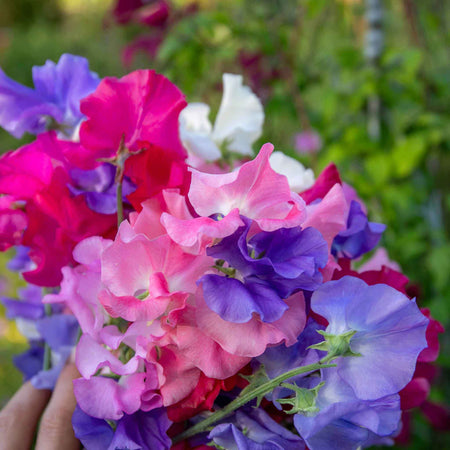 Sweet Pea Plant 'Unwins Signature Blend'