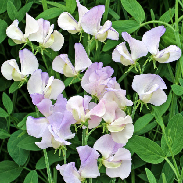 Sweet Pea Seeds 'More Scent'