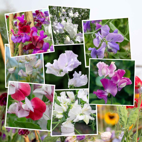 Scent-Tastic Seeds Collection