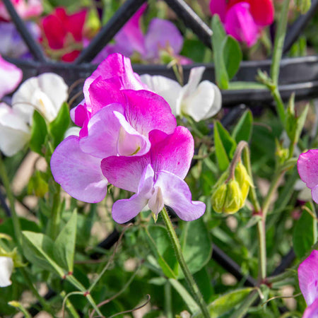 Sweet Pea Seeds 'Solway Mix'