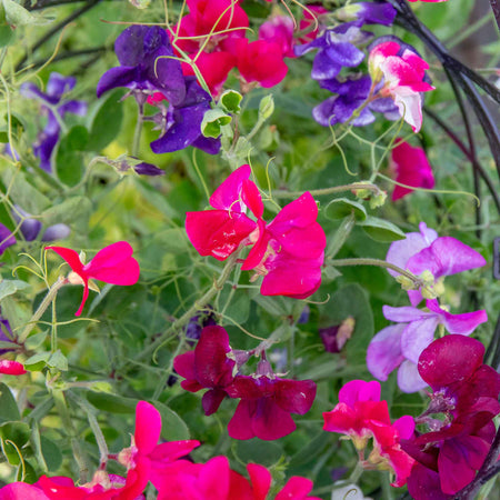 Sweet Pea Seeds 'Solway Mix'