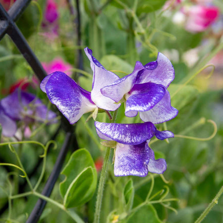 Sweet Pea Seeds 'Solway Mix'