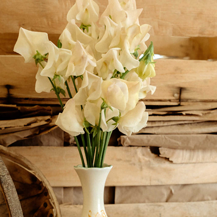 Sweet Pea Seeds 'Songbird'