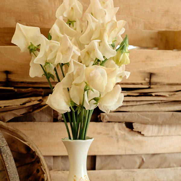 Sweet Pea Seeds 'Songbird'