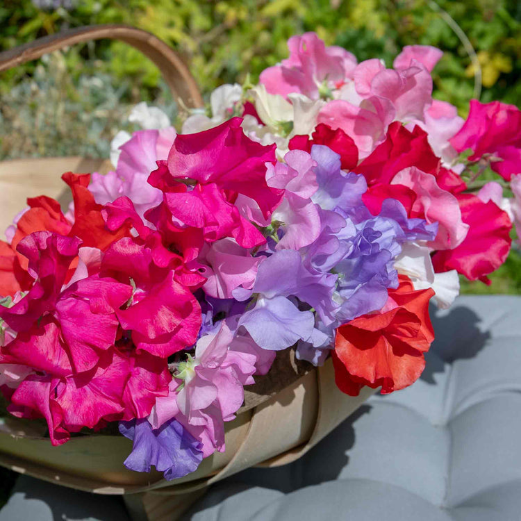 Sweet Pea Plant 'Summerlong Mix'