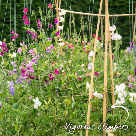 Sweet Pea Plant 'Flower Arranger's Blend'