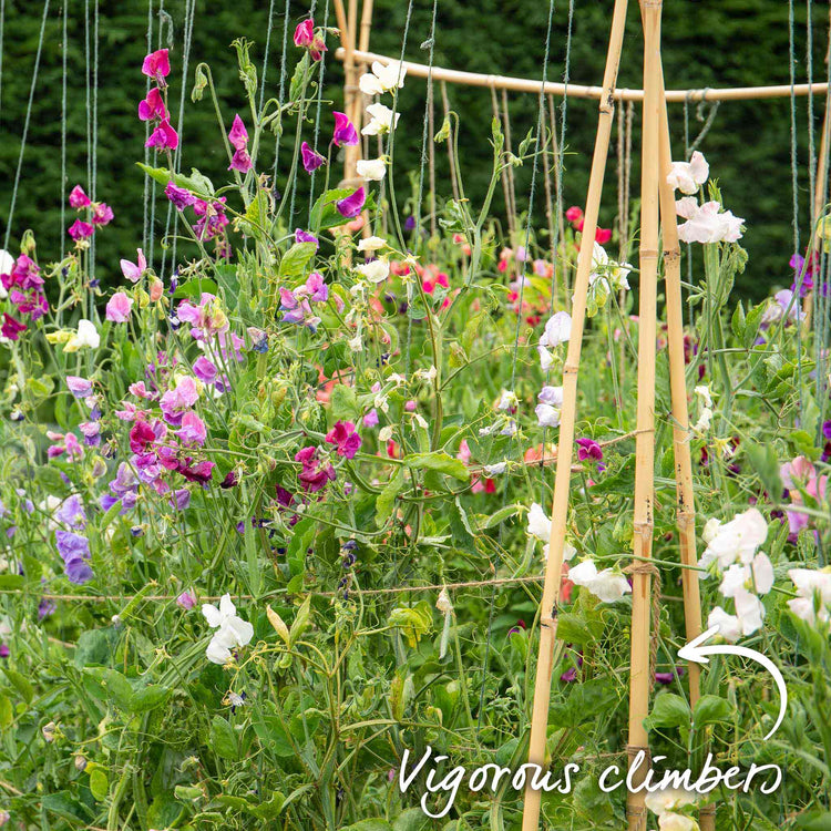 Sweet Pea Plant 'Old Fashioned Mix'