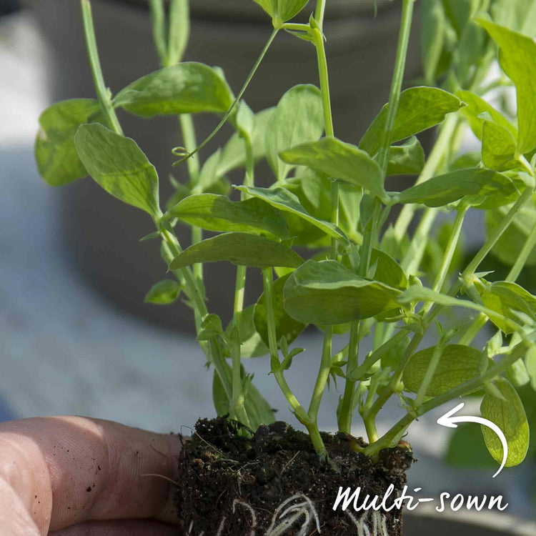 Sweet Pea Plant 'Raspberry Sundae'