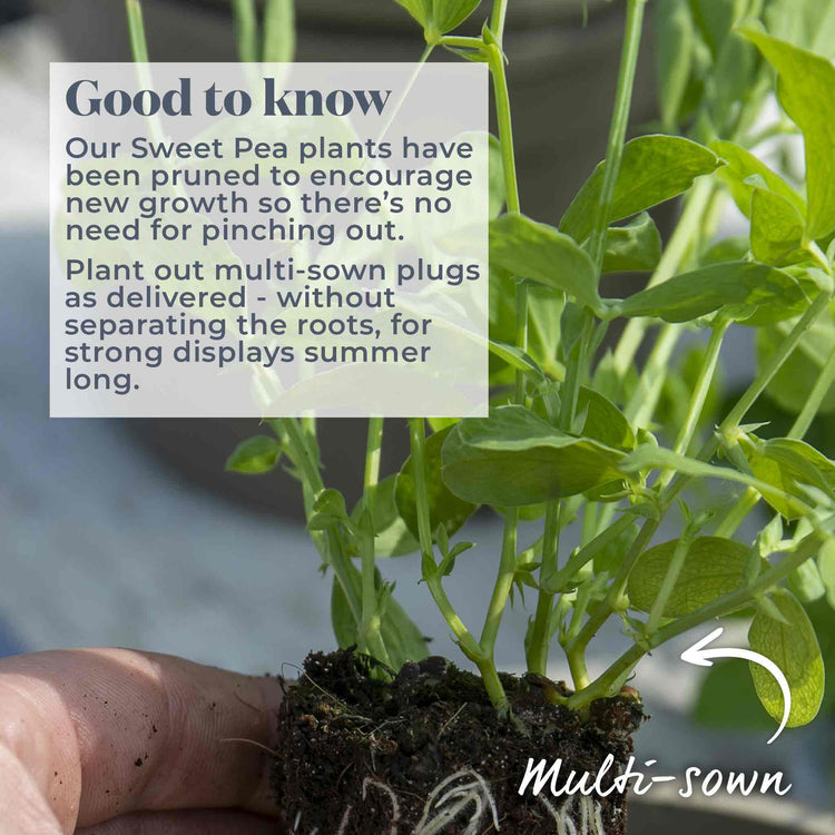 Sweet Pea Plant 'Cupid Mix'