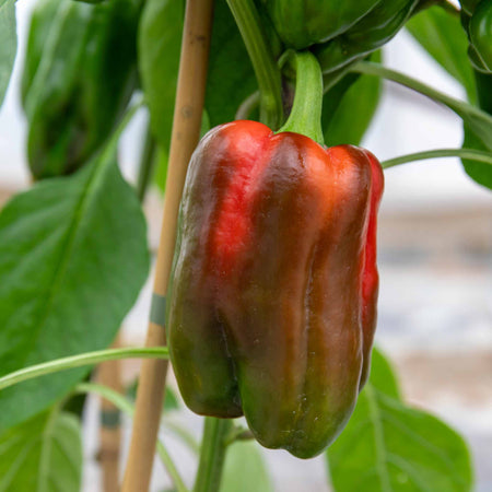 Sweet Pepper Plant 'Big Ben'