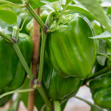 Sweet Pepper Plant 'Big Ben'