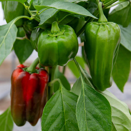 Sweet Pepper Plant 'Big Ben'