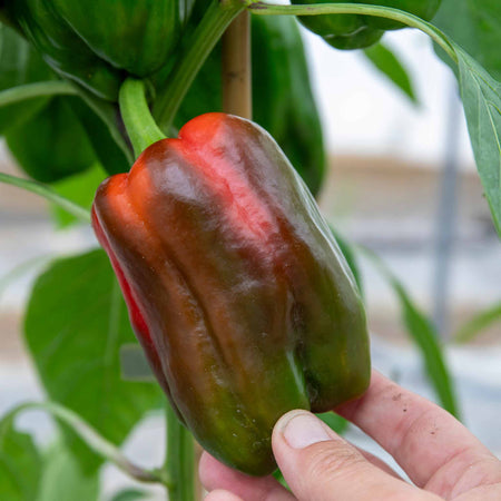 Sweet Pepper Plant 'Big Ben'