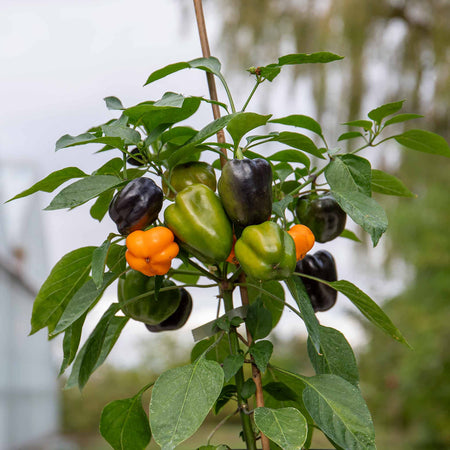 Sweet Pepper Plant 'Halloween Pepper Pumpkin Orange'