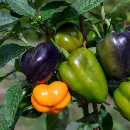 Sweet Pepper Plant 'Halloween Pepper Pumpkin Orange'