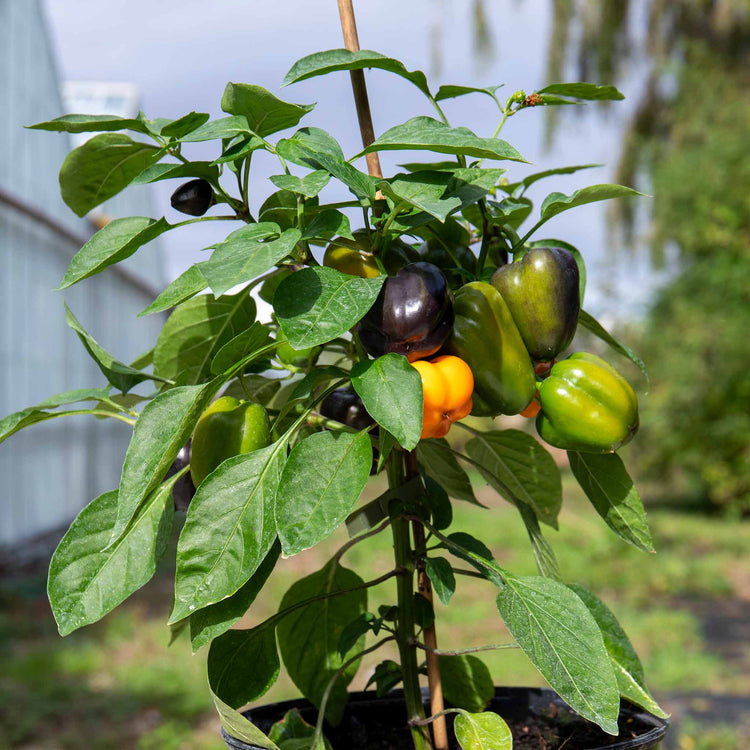 Sweet Pepper Plant 'Halloween Pepper Pumpkin Orange'