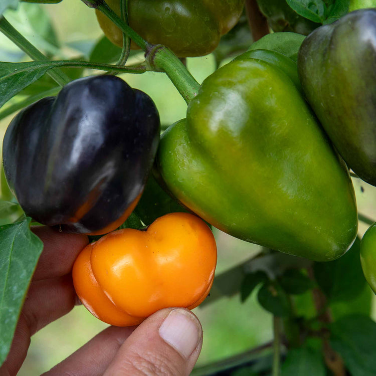 Sweet Pepper Plant 'Halloween Pepper Pumpkin Orange'