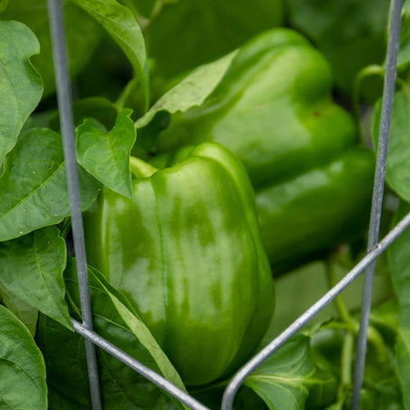 Sweet Pepper Plant 'Kromo'