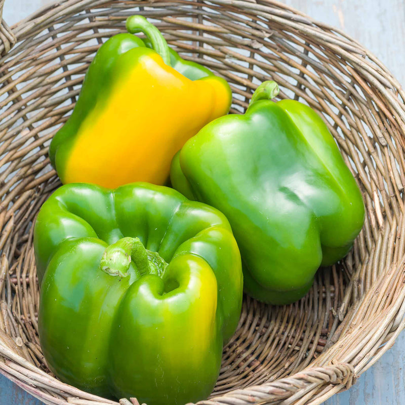 Sweet Pepper Plant 'Kromo'