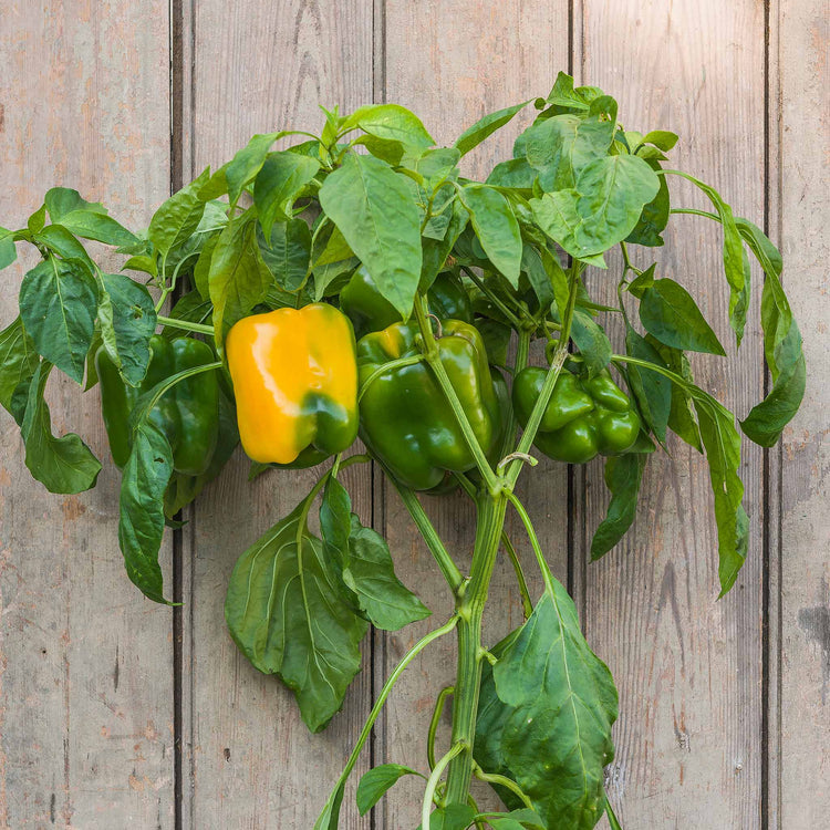 Sweet Pepper Plant 'Kromo'