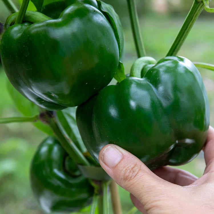 Sweet Pepper Plant 'Kromo'