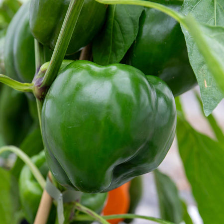 Sweet Pepper Plant 'Kromo'