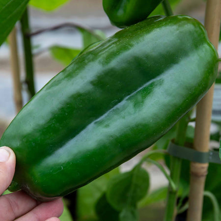 Sweet Pepper Plant 'Panache'